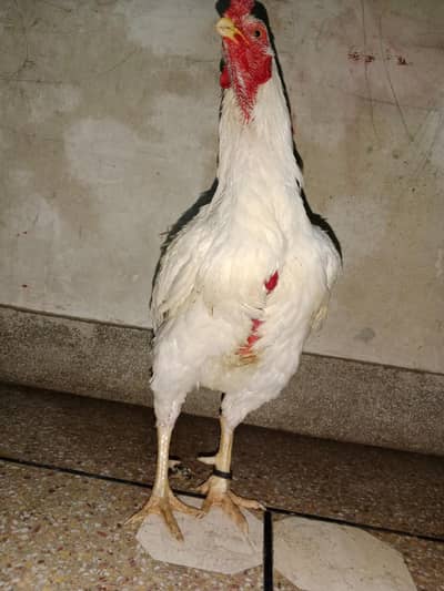 hen for sell bot hi khubsurat hai beridar male hai