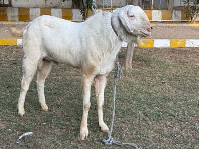 rajanpuri gulabi breeder