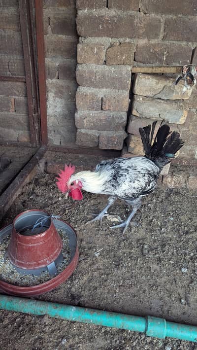 Egypt Fayoumi Breeder Male