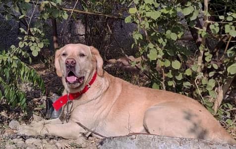 Bristish Labrador Male for Exchange