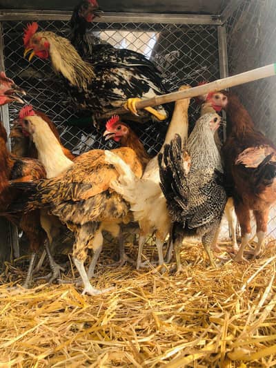 Golden missri 03145316563