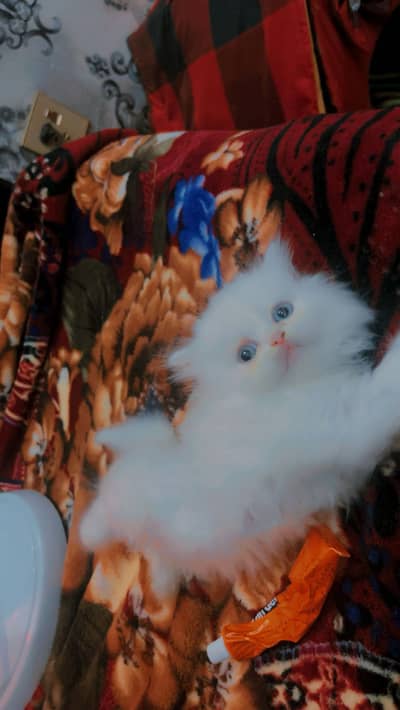 Triple coated kitten