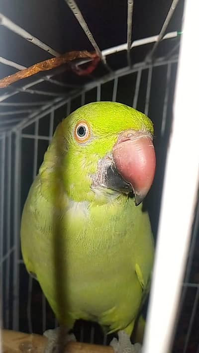 Wild Ringneck parrot