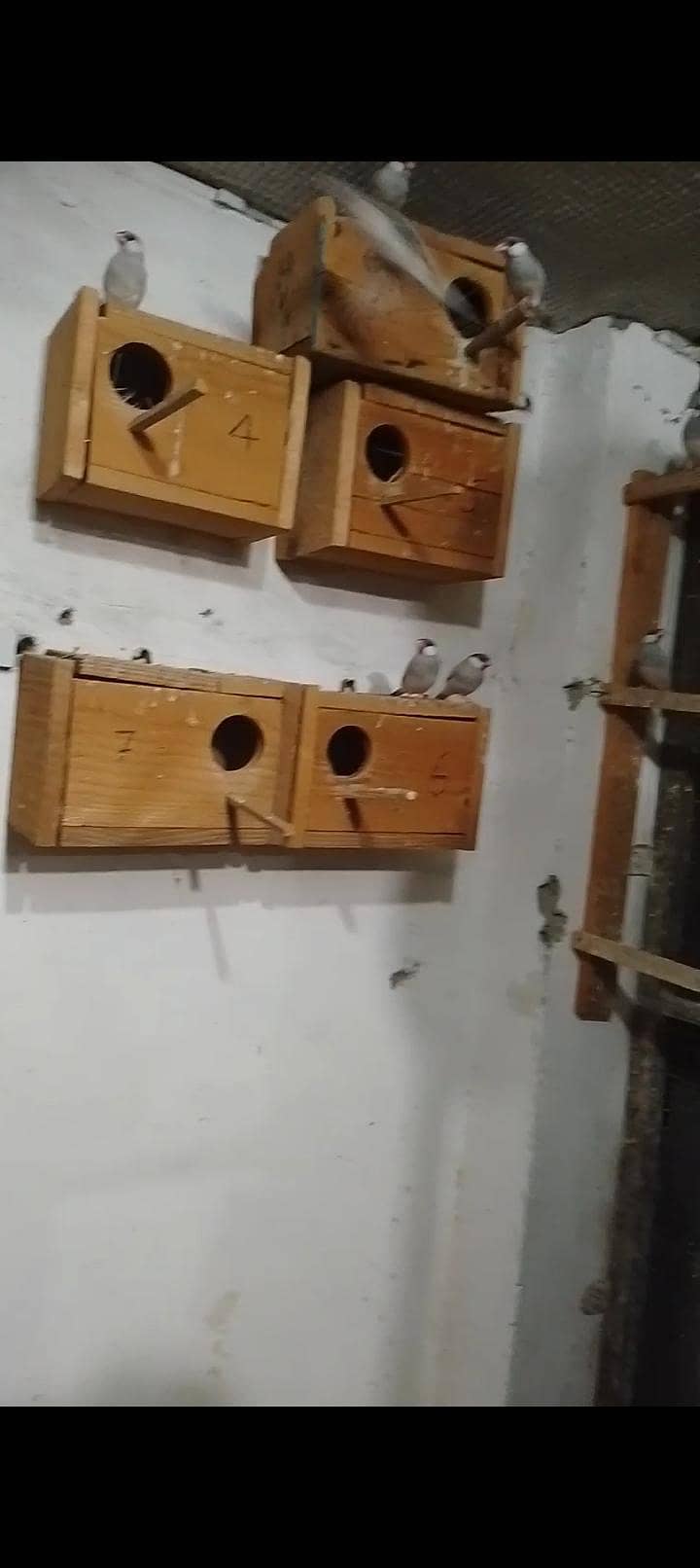 Java , Love birds (matki & boxes) 0