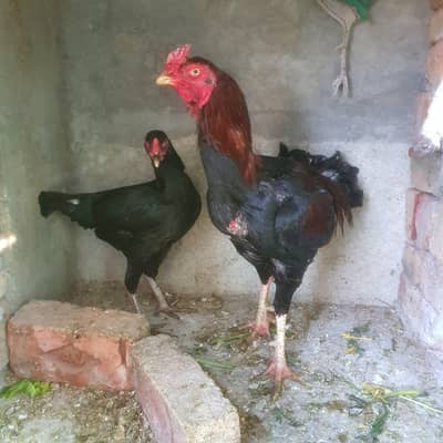 pure aseel murga murgi