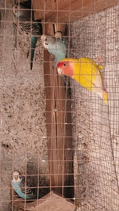 Lovebirds for sale