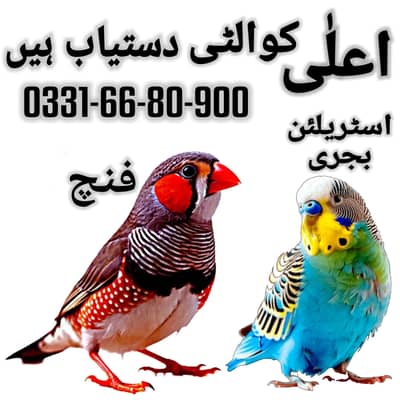 Finches Parrot Best Breading Pairs