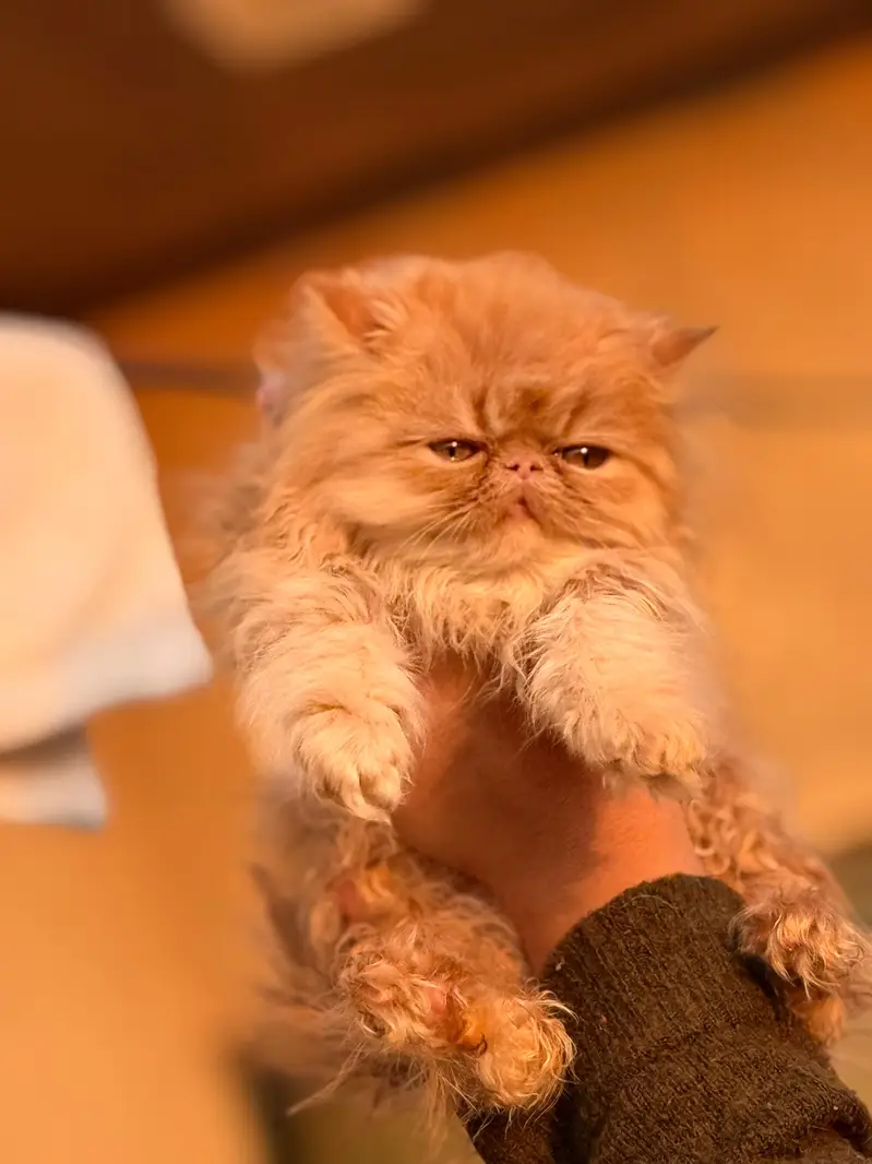 Last One left Piki Face Kitten  – Fluffy & Playful