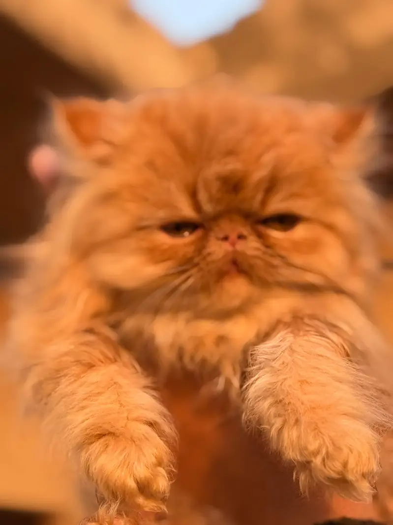 Last One left Piki Face Kitten  – Fluffy & Playful — photo 2