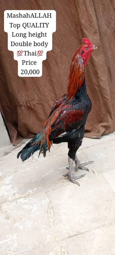 only call WhatsApp number