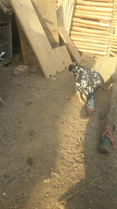 cheeni high quality female