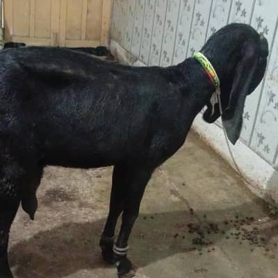 beetal goat