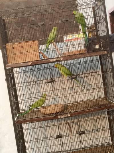 Kashmiri | Green parrot | kashmiri parrot | Parrot for sale