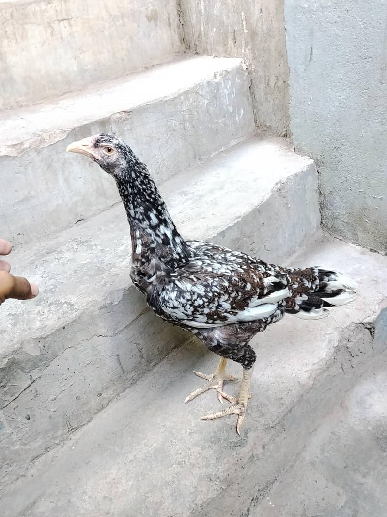 Java pulia cross Aseel murghi 0