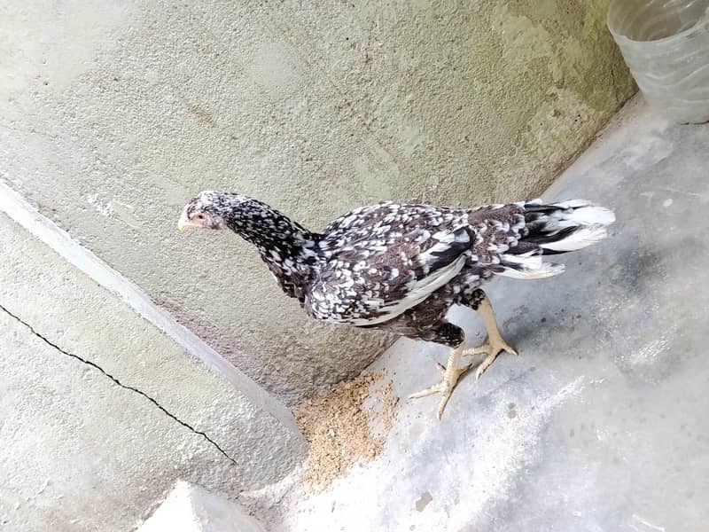 Java pulia cross Aseel murghi 2