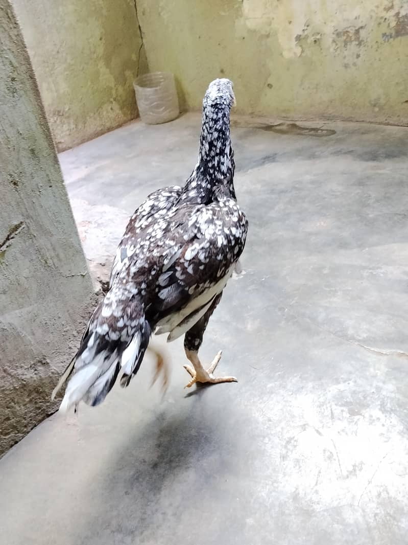 Java pulia cross Aseel murghi 3