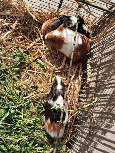 guinea pig bunnies