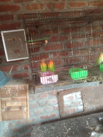 love bird location hafizabad