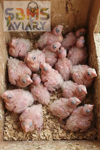 Cocktail chicks for hand tame || red eyes hogoromo male