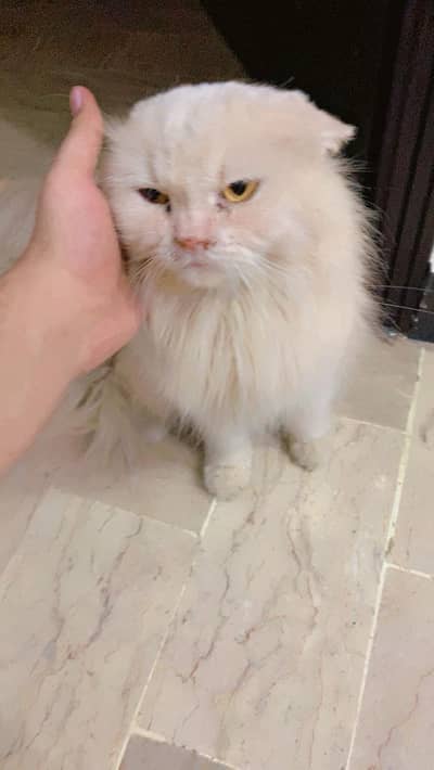 Persian cat For sale