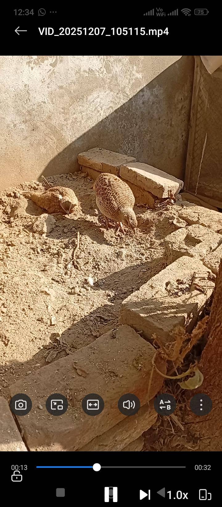 teetar pair chicks 0