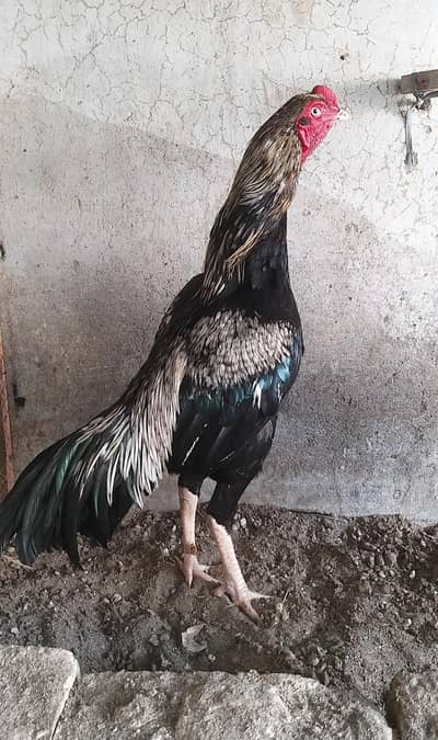 aseel java male for sale