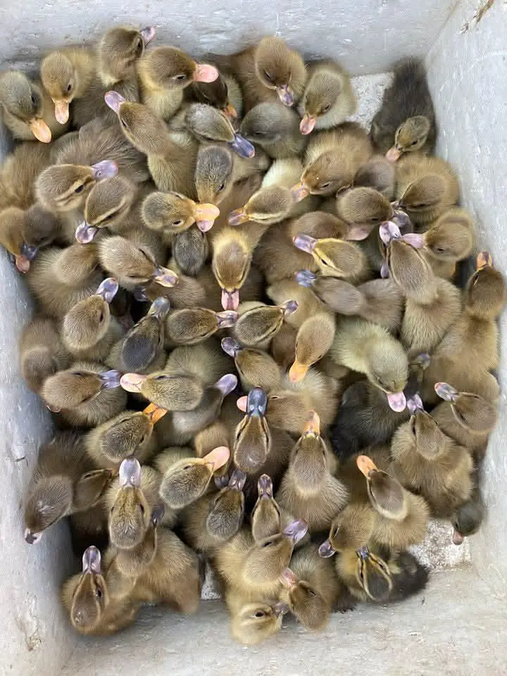 khaki Campbell ducks available for sale — photo 3
