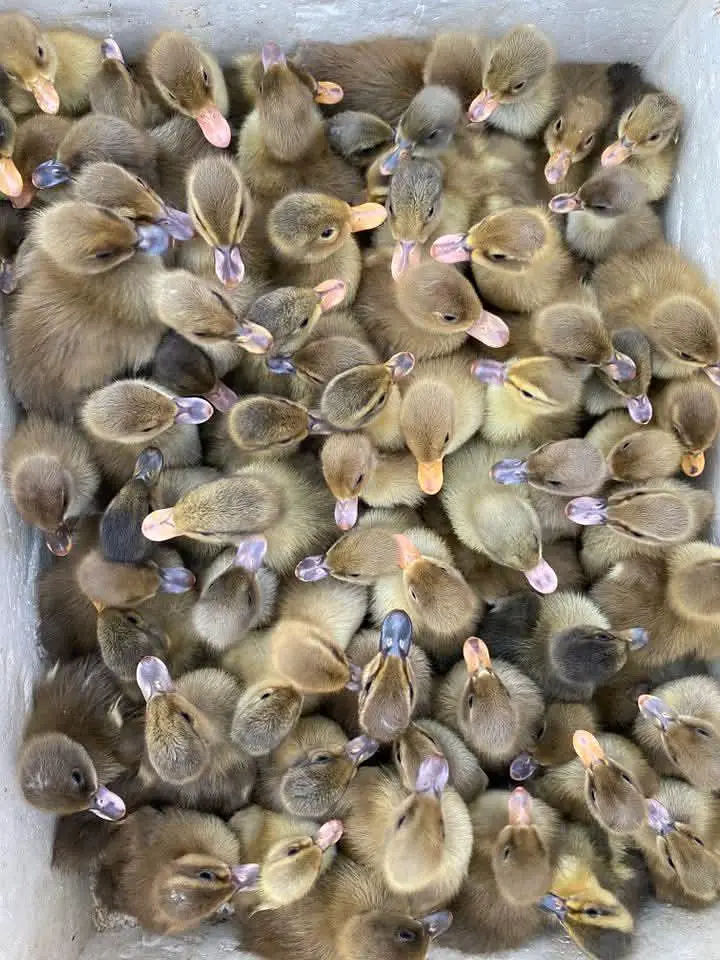 khaki Campbell ducks available for sale — photo 4