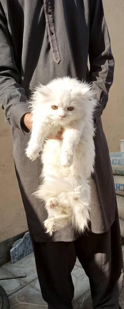 Persian kitten for sale
