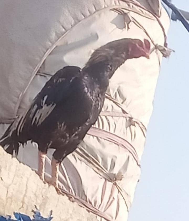 دو مرغے ایک مرغی 0