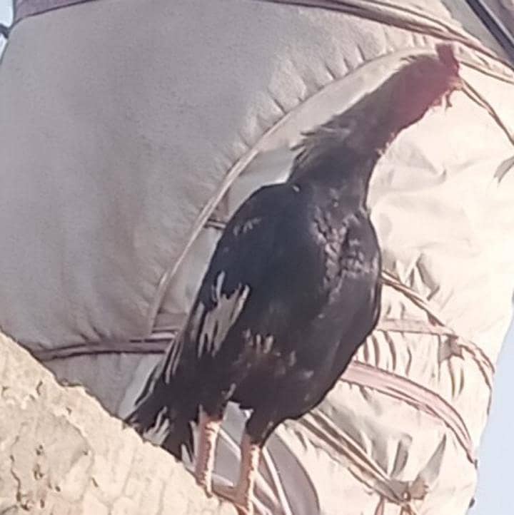 دو مرغے ایک مرغی 1