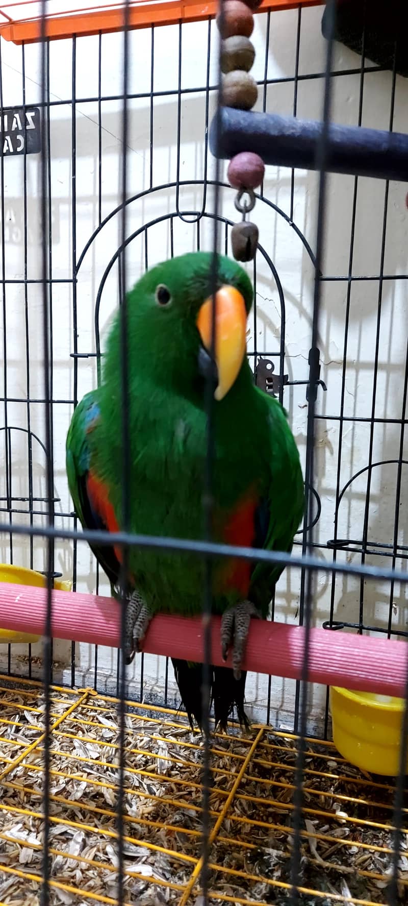 Eclectus 1