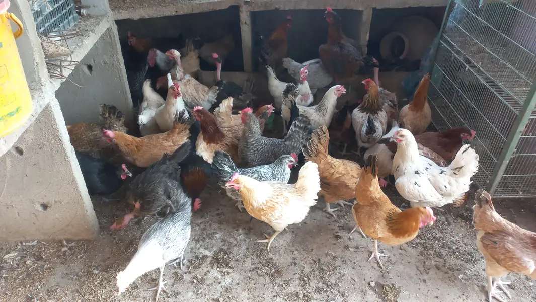 Buff • Chini Murgi • Misri Hen • All Fancy Hens – Healthy & Activ