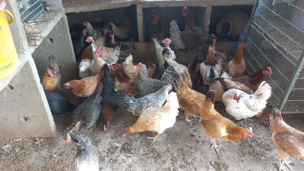 Buff • Chini Murgi • Misri Hen • All Fancy Hens – Healthy & Activ — photo 2