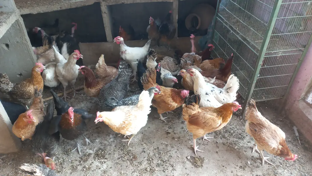 Buff • Chini Murgi • Misri Hen • All Fancy Hens – Healthy & Activ — photo 3