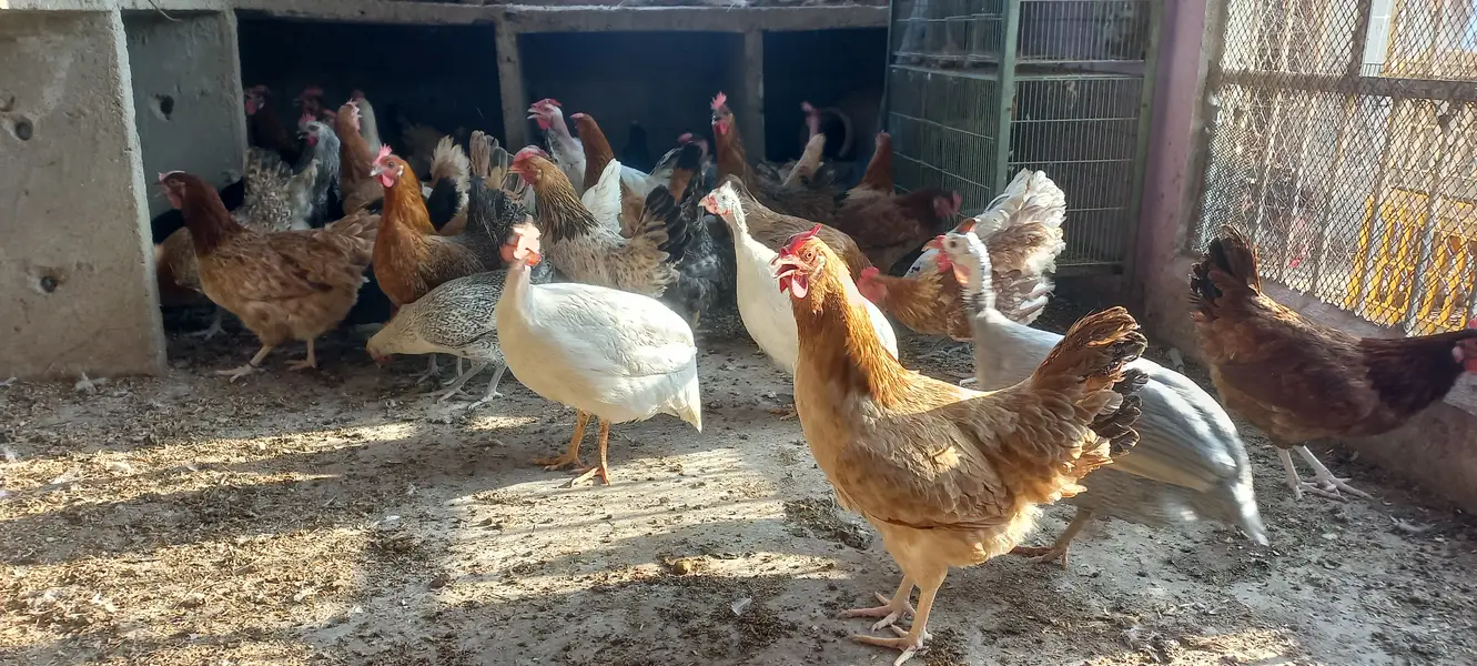 Buff • Chini Murgi • Misri Hen • All Fancy Hens – Healthy & Activ — photo 4