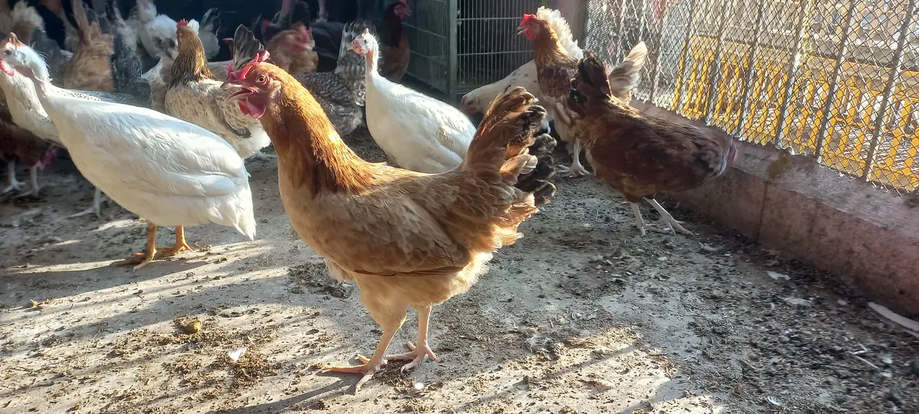 Buff • Chini Murgi • Misri Hen • All Fancy Hens – Healthy & Activ — photo 5