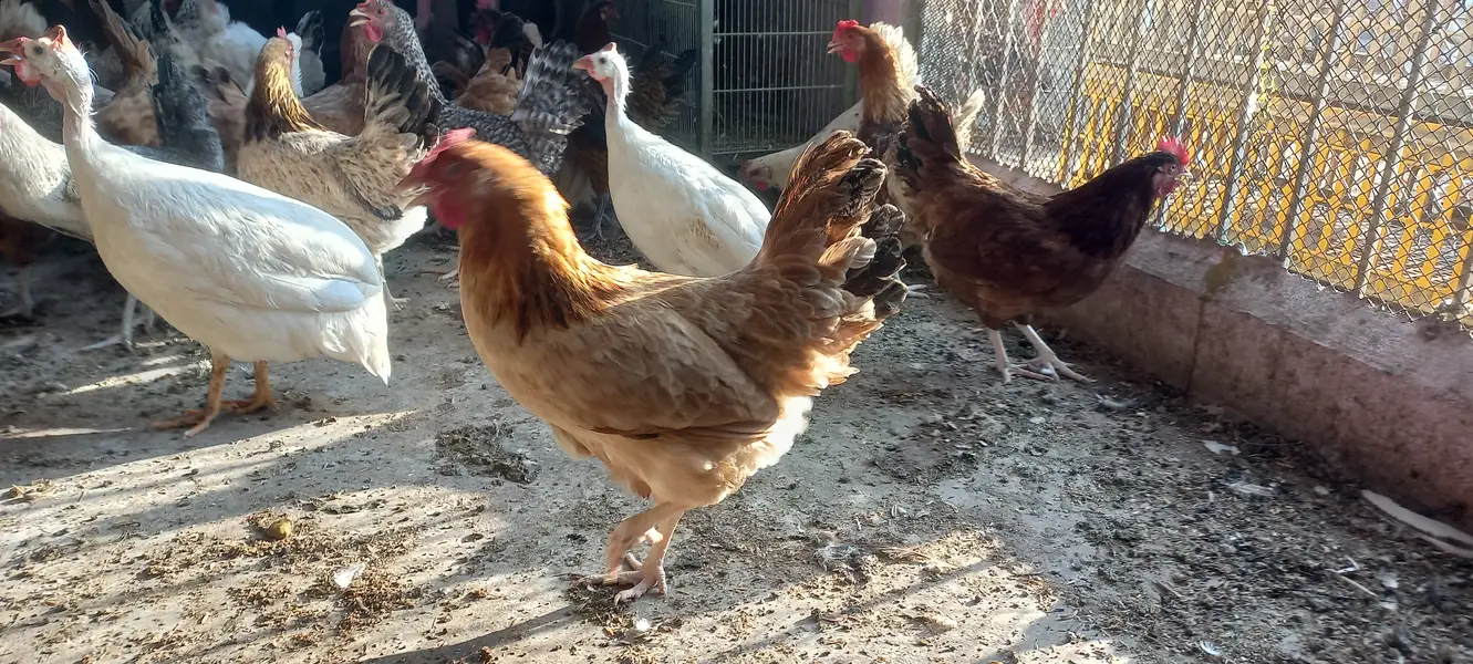 Buff • Chini Murgi • Misri Hen • All Fancy Hens – Healthy & Activ — photo 6
