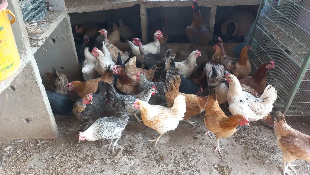 Buff • Chini Murgi • Misri Hen • All Fancy Hens – Healthy & Activ — photo 7