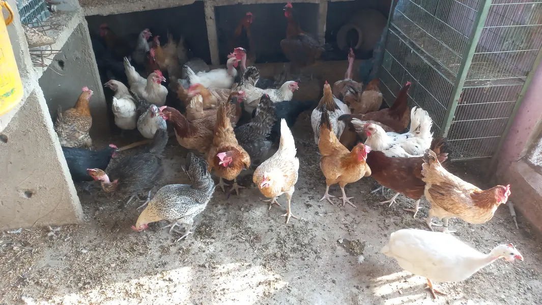Buff • Chini Murgi • Misri Hen • All Fancy Hens – Healthy & Activ — photo 8