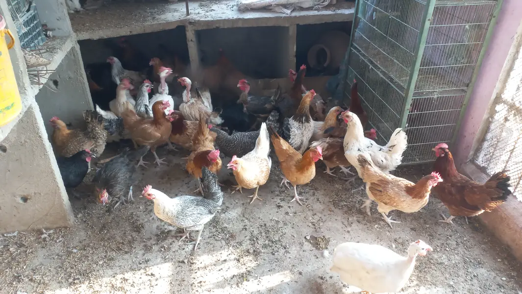 Buff • Chini Murgi • Misri Hen • All Fancy Hens – Healthy & Activ — photo 9