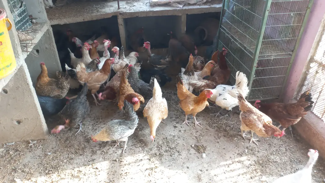 Buff • Chini Murgi • Misri Hen • All Fancy Hens – Healthy & Activ — photo 10