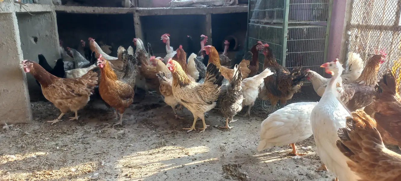 Buff • Chini Murgi • Misri Hen • All Fancy Hens – Healthy & Activ — photo 11