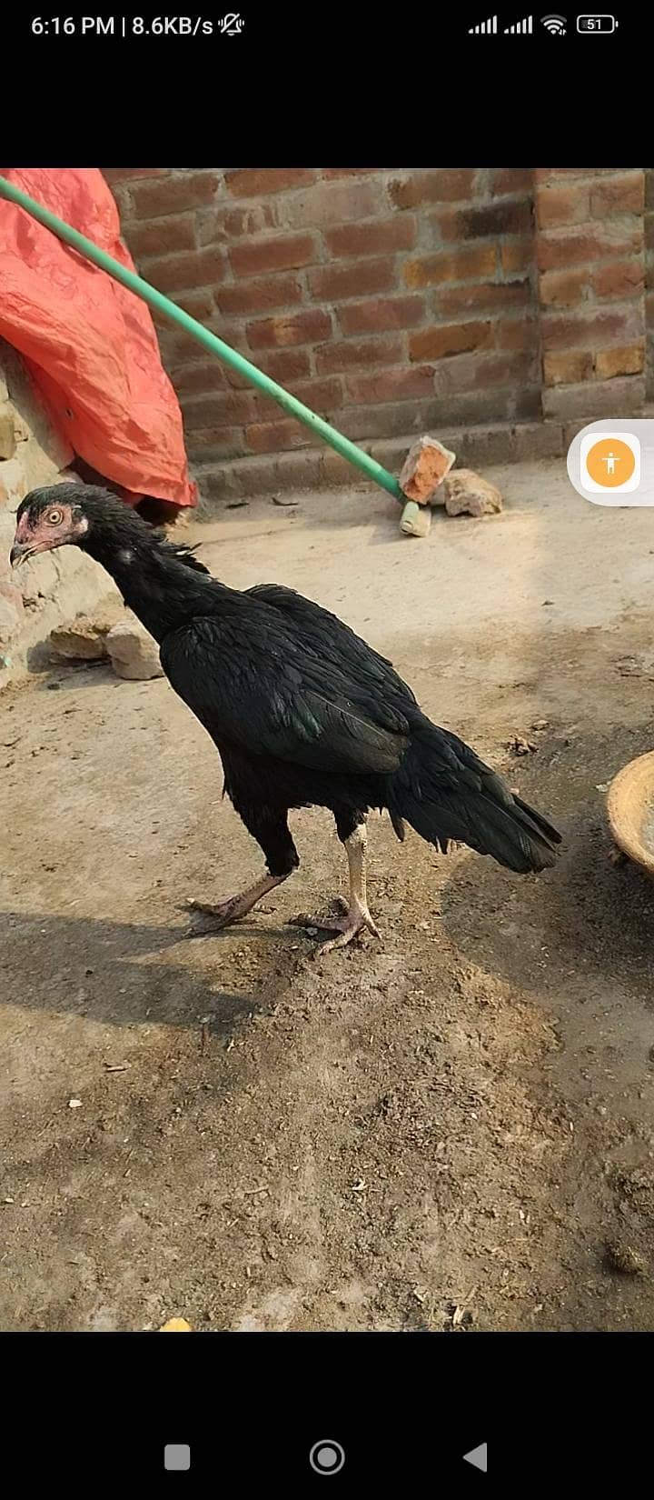 pure Thai aseel patha high quality Thai asel patha for sale aur pathi ...