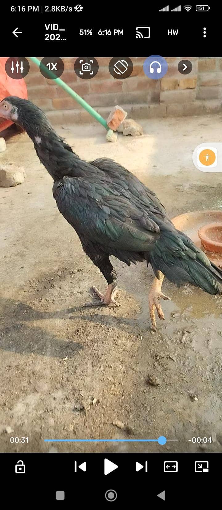 pure Thai aseel patha high quality Thai asel patha for sale aur pathi ...