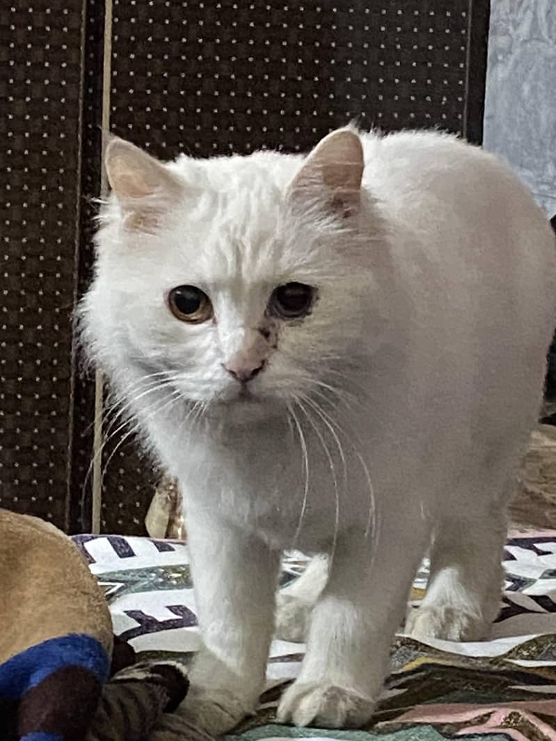 Persian Cat 0