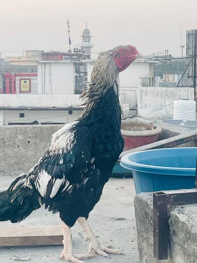 pure Aseel Jawa For sale