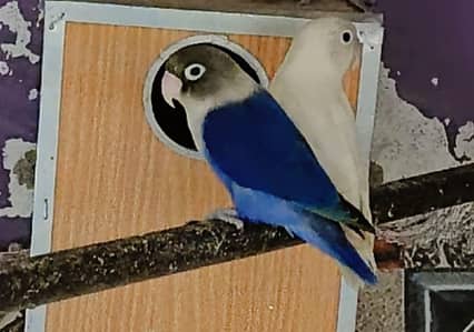 lovebirds 2  breeder pair