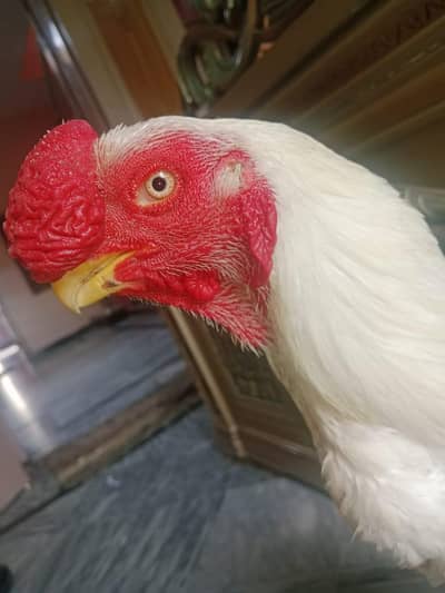 Parrot Beak ASEEL Male Home breed