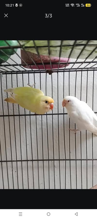 So beautiful love birds Mashallah Full actibe